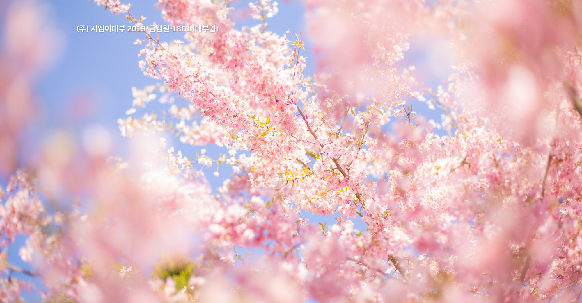 Ramalan Kalender Cherry Blossom Korea Selatan 2024!!